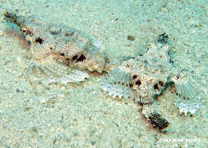 photo diving in Madagascar